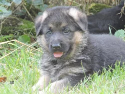 Prodáme štěňata NO s PP- poslední volný pejsek a f